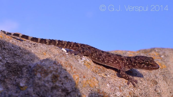 Turkish Gecko - Hemidactylus turcicus, Not In Situ.