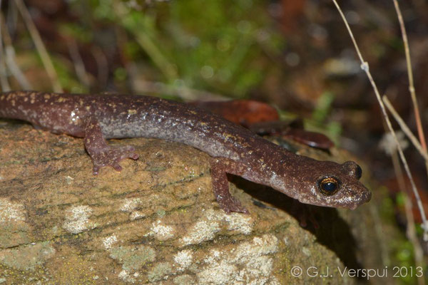 Gené’s Cave Salamander - Speleomantes genei
