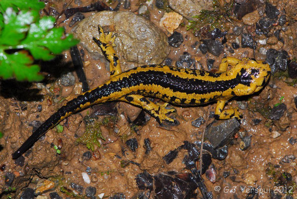 Fire Salamander - Salamandra salamandra bernardezi    In Situ