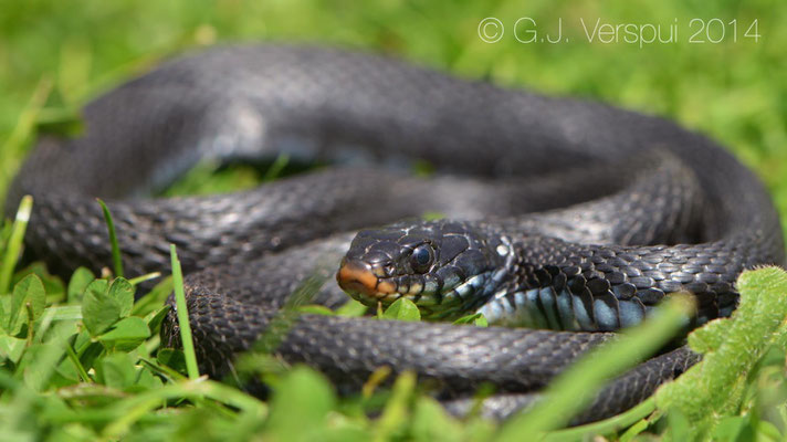 Grass Snake - Natrix natrix sicula