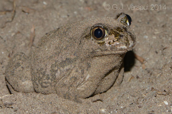 Eastern Spadefoot Toad - Pelobates syriacus, In Situ