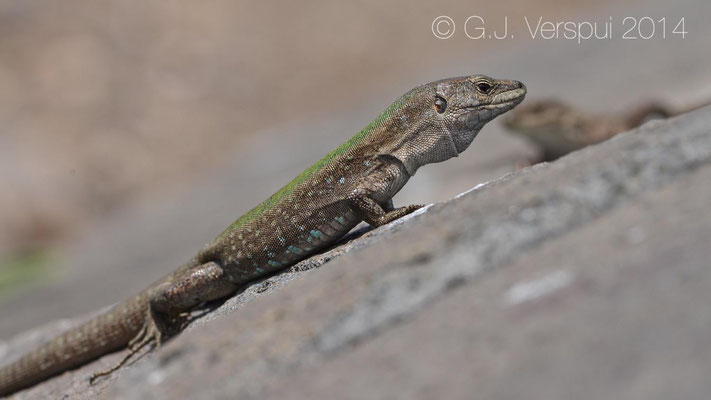 Aeolian Wall Lizard - Podarcis raffonei