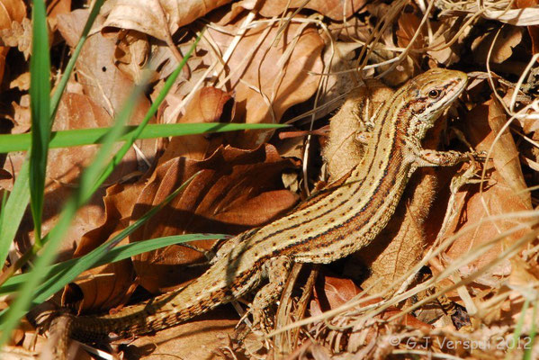 Viviparous Lizard - Zootoca vivipara louislantzi    In Situ