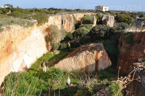 Habitat of Moroccan Rock Lizard - Scelarcis perspicillata