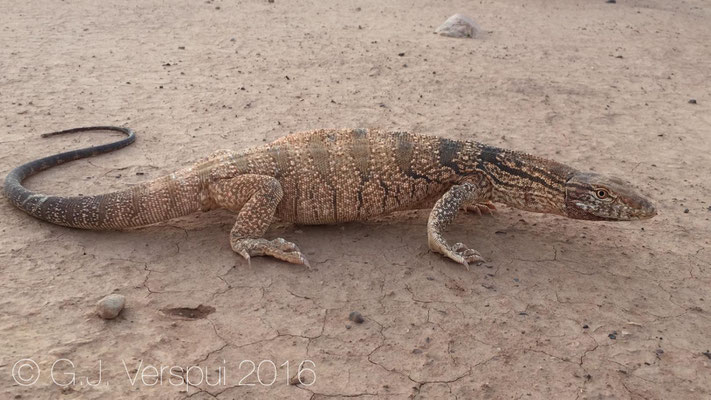 Varanus griseus