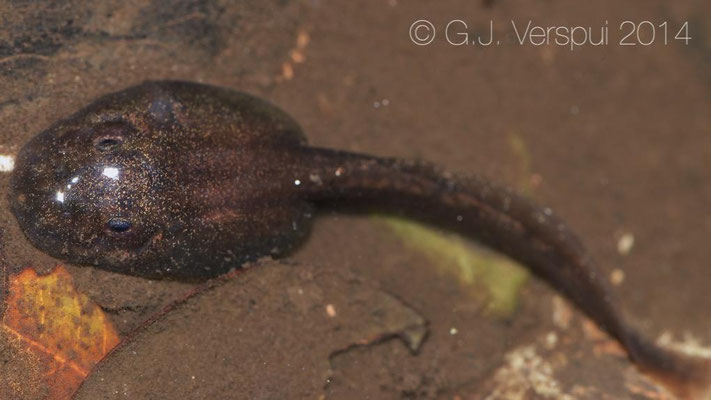 Tadpole of Majorcan Midwife Toad - Alytes muletensis