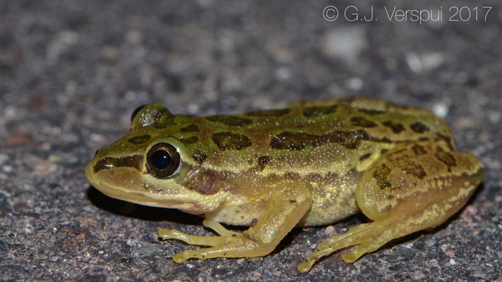 Smilisca fodiens