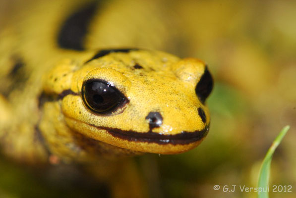 Fire Salamander - Salamandra salamandra alfredschmidti