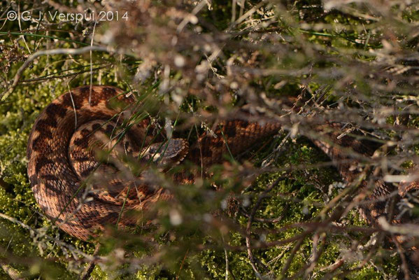 Female Adder - Vipera berus, In Situ