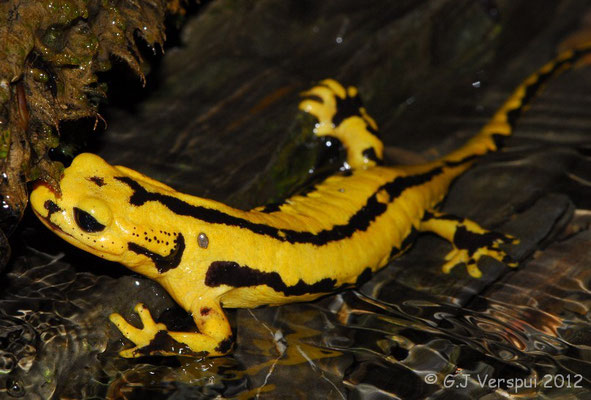 Fire Salamander - Salamandra salamandra fastuosa (Female depositing larvae)  In Situ