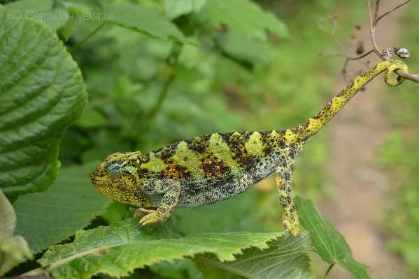 Female Rwenzori Three-horned Chameleon - Trioceros johnstoni