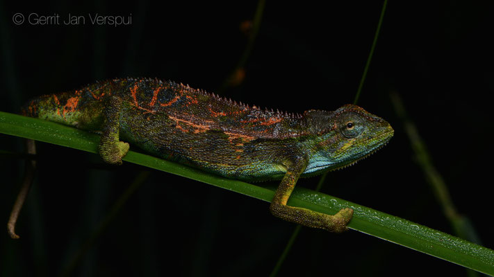 Male  Montane Side-striped Chameleon - Trioceros ellioti, 1 minute later 