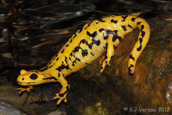 Fire Salamander - Salamandra salamandra fastuosa (female)    In Situ