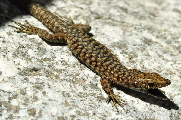 Bedriaga’s Rock Lizard - Archaeolacerta bedriagae    In Situ