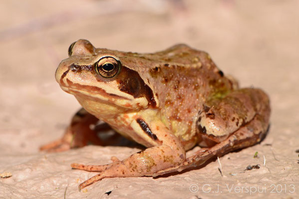Grass Frog - Rana temporaria