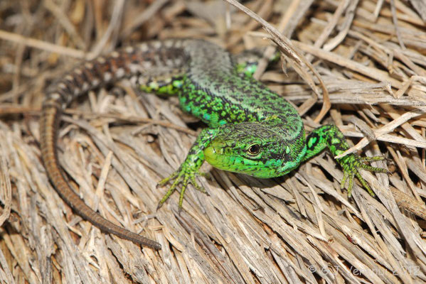 Iberian Rock Lizard - Iberolacerta monticola cantabrica    In Situ