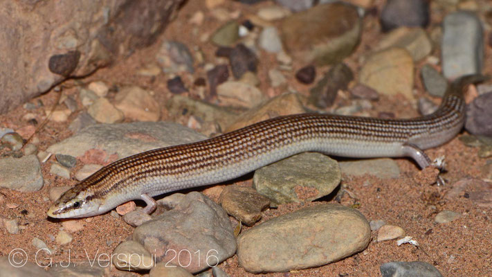 Chalcides boulengeri