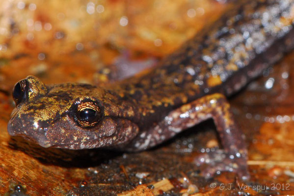 Strinati’s Cave Salamander - Speleomantes strinatii