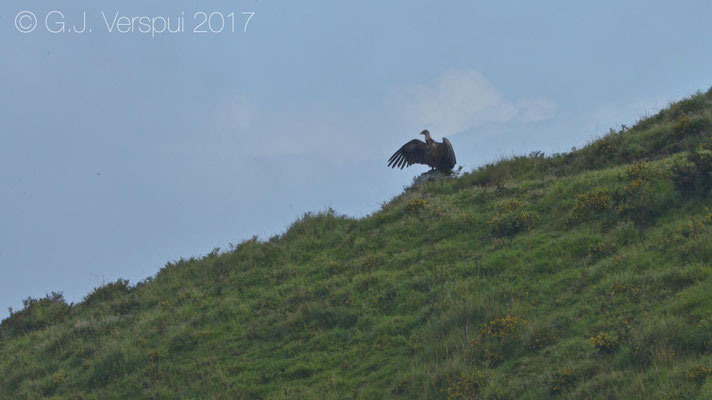 Griffon vulture drying its wings after a very wet night.
