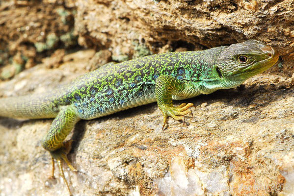 Ocellated Lizard - Timon lepidus ibericus