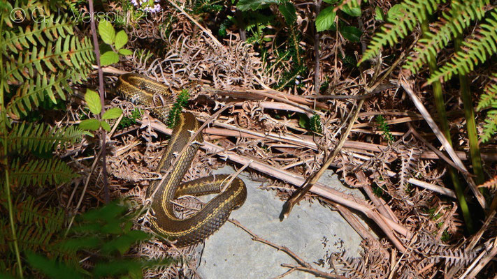 Female Vipera seoanei with bilineata pattern, in situ