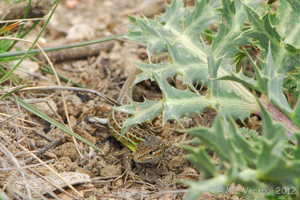 Spanish Psammodromus - Psammodromus hispanicus    In Situ