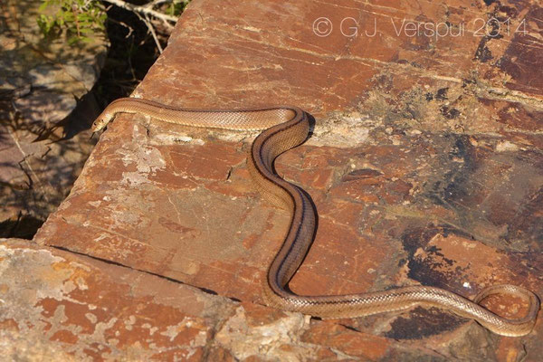 First Ladder Snake - Rhinechis scalaris