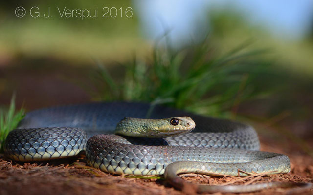 Eastern Montpellier Snake - Malpolon insignitus fuscus
