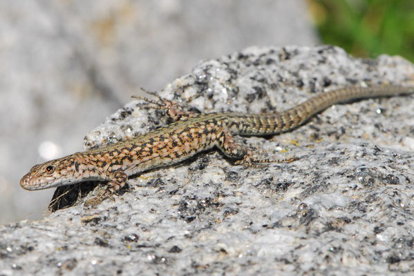 Iberian Wall Lizard - Podarcis hispanicus morphotype 1    In Situ