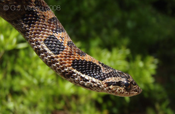 Southern Hognose Snake - Heterodon simus 