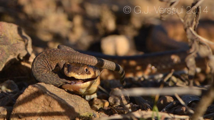 Second Algerian False Smooth Snake  with an Italian Wall Lizard.