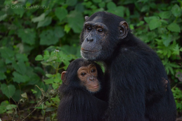 Chimpanzee - Pan troglodytes