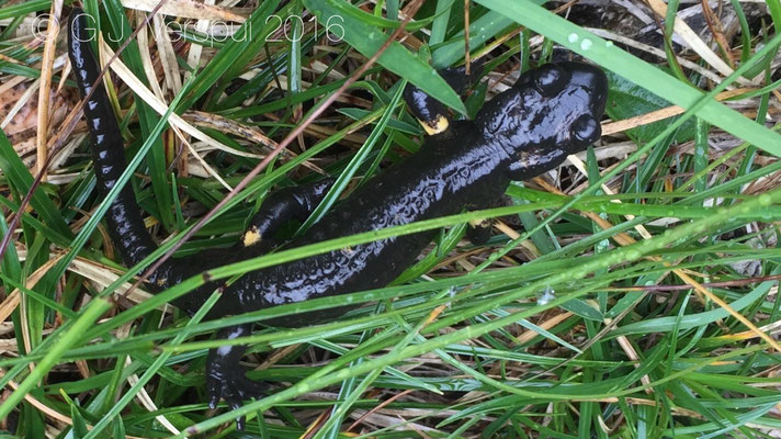 Salamandra atra pasubiensis In Situ