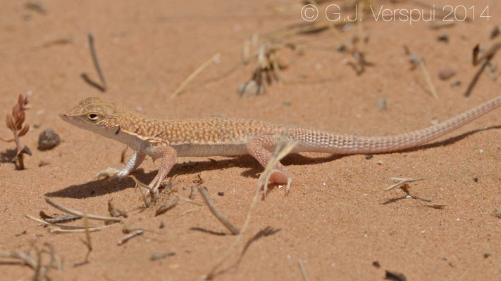 Egyptian Fringe-Fingered Lizard - Acanthodactylus aegyptius, In Situ