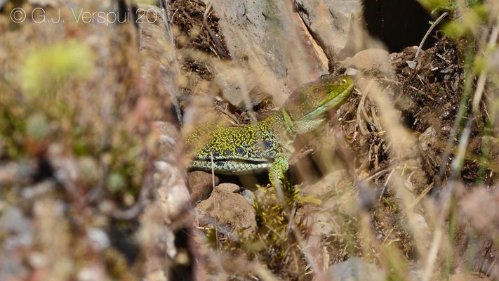 Occelated Lizard - Timon lepidus, in situ