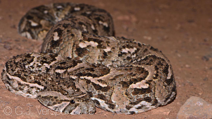 Bitis arietans