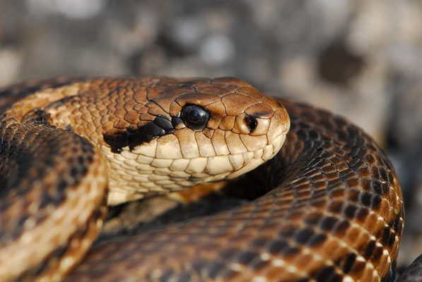 Four-Lined Snake - Elaphe Quatuorlineata