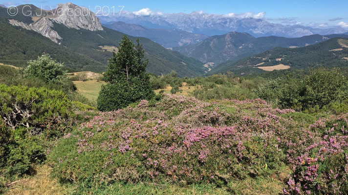 Picos de Europa