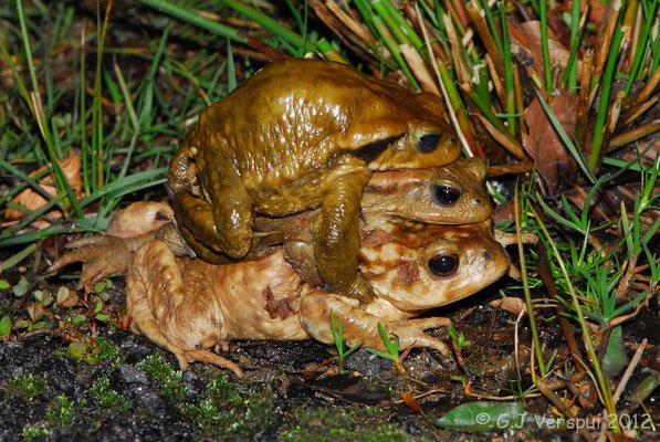 Common Toad - Bufo bufo    In Situ