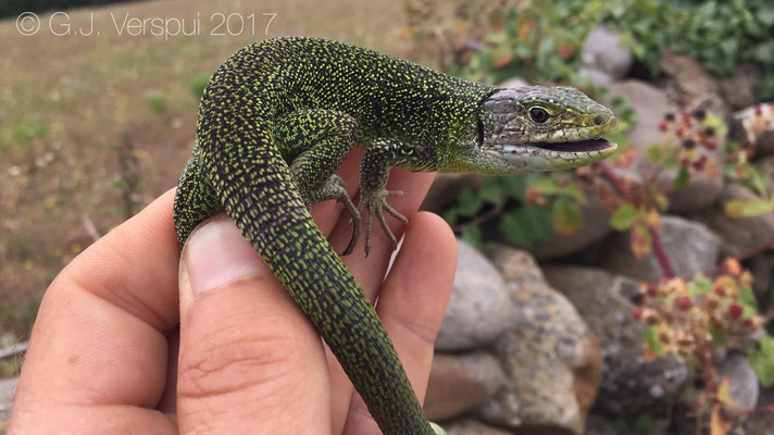 Western Green Lizard - Lacerta bilineata