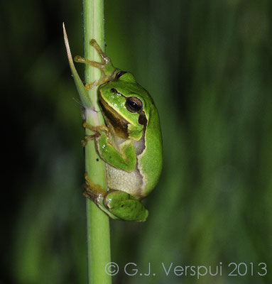 Common Tree Frog - Hyla arborea 