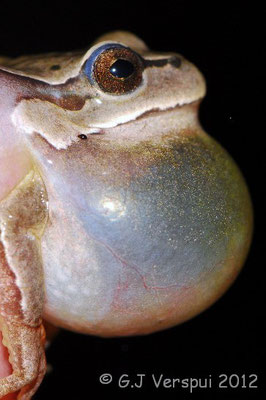 Iberian Tree Frog - Hyla molleri