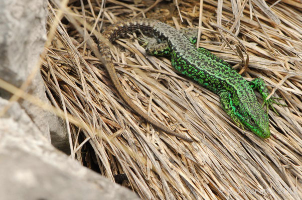 Iberian Rock Lizard - Iberolacerta monticola cantabrica    In Situ