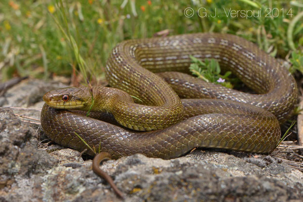 Italian Aesculapian Snake - Zamenis lineatus