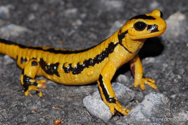 Fire Salamander - Salamandra salamandra fastuosa (Male)    In Situ