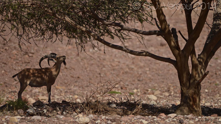 Nubian Ibex - Capra nubiana 