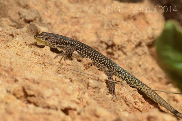  Moroccan Rock Lizard - Scelarcis perspicillata