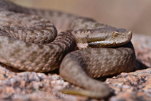 Second female Vipera monticola