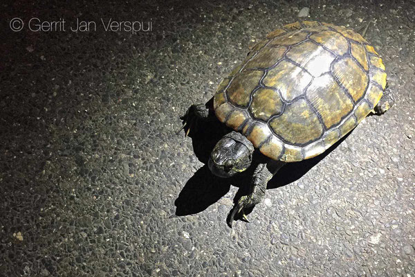 Slider crossing the road during a night patrol.