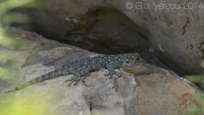  Israeli Fan-Fingered Gecko - Ptyodactylus puiseuxi, In Situ